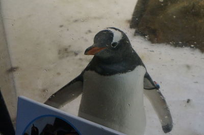 High angle view of bird on snow