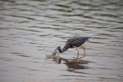 Tricolored heron egretta tricolor forages for fish in an estuary before tigertail beach 