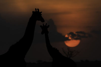 Giraffe at sunset in kenya