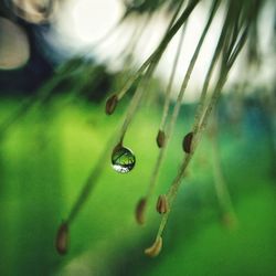 Close-up of raindrops on leaf