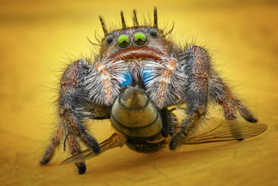 Close-up of spider