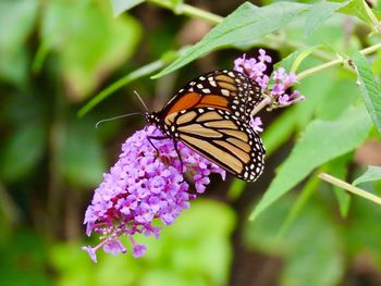 Close-up of butterfly pollinating on pink flower