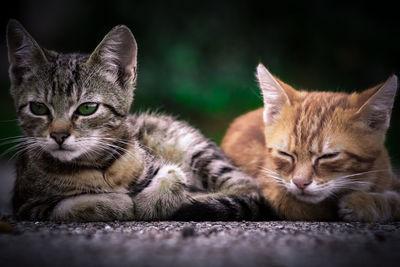 Close-up of cats kitten