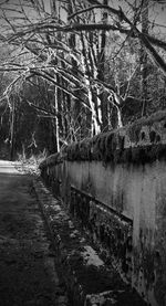 Bare trees along built structures