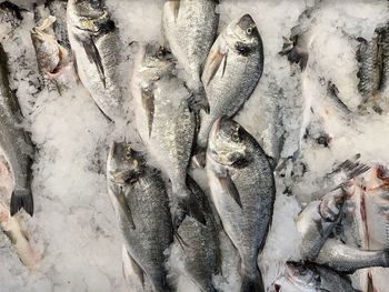 High angle view of fish for sale in market