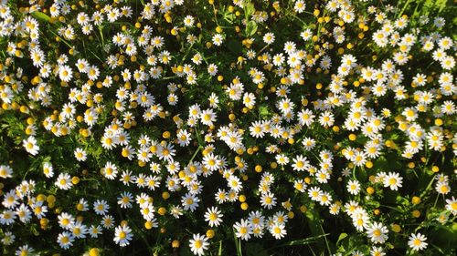 Full frame shot of yellow flowering plants