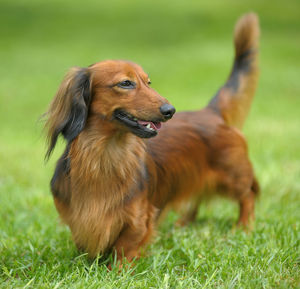 Dog lying on grass