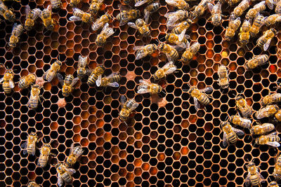 Full frame shot of bees