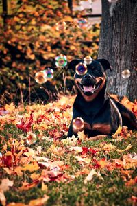 Portrait of dog sitting amidst bubbles on grass