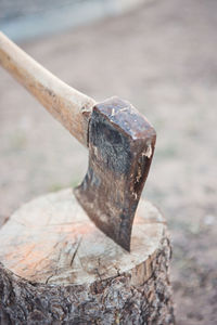 Close-up of tree stump