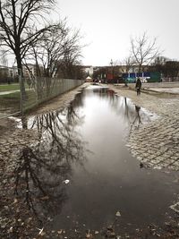 Reflection of bare trees in water