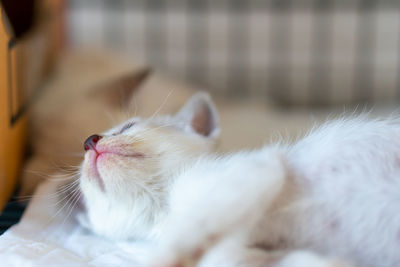 Close-up of kitten sleeping on bed