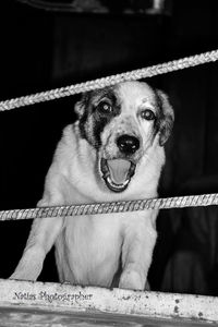 Portrait of dog by rope