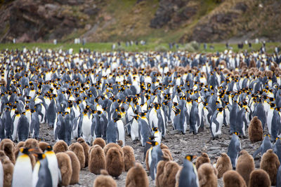 Flock of birds in a row