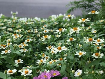 Close-up of flowers blooming on field