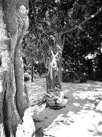 View of trees in park during winter