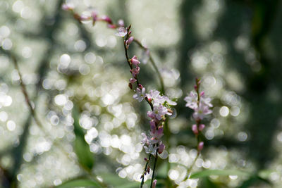 Close-up of flowers on tree