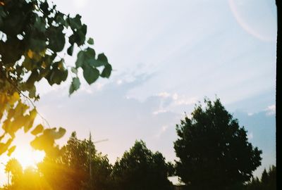 Low angle view of trees against sky