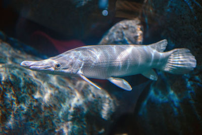 Close-up of fish swimming in tank