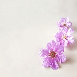 Close-up of pink flowers against white background