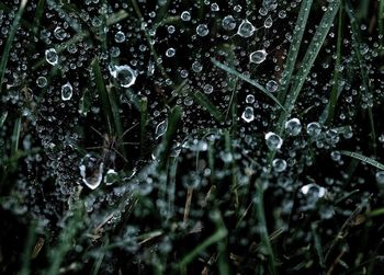 Close-up of wet plants during rainy season