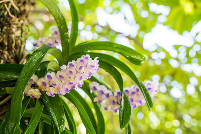 Close-up of purple flowering plants