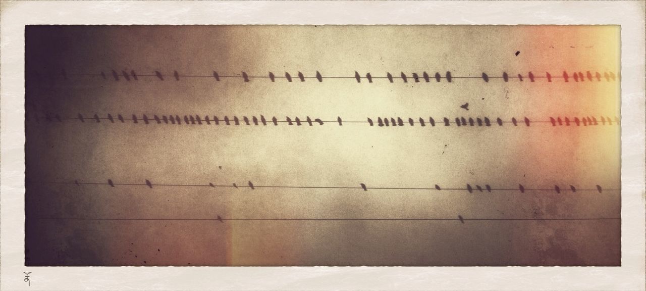 Bird music.