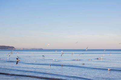 Flock of birds flying over sea against clear sky