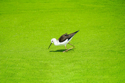 Bird on a field