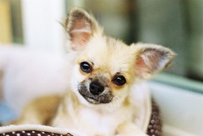 Portrait of chihuahua 