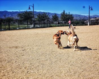 Horses in the field