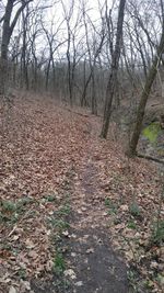 Bare trees in forest during autumn