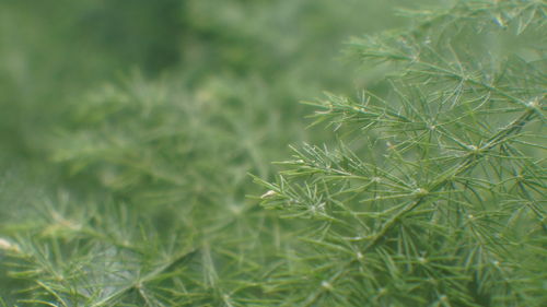 Full frame shot of fresh green plant