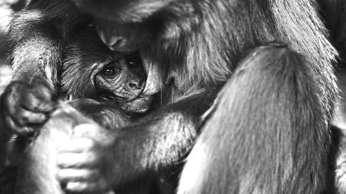 Close-up of infant feeding milk from monkey