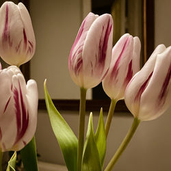 Close-up of white tulips