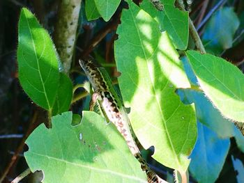 Close-up of leaves