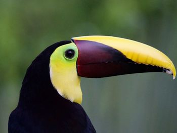 toucan