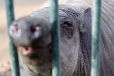 Close-up portrait of a horse