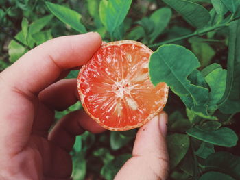 Close-up of hand holding orange leaf