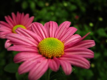 Close-up of pink flower