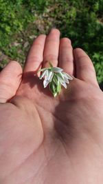 Close-up of hand holding plant