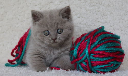 Close-up portrait of cat