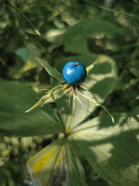 Close-up of christmas decorations