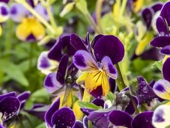 Close-up of purple flowering plants in park