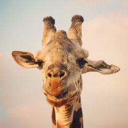 Portrait of giraffe against sky