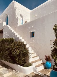 Potted plant against white building