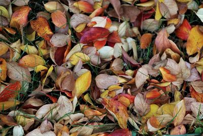 Full frame shot of autumn leaves