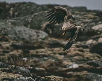 Close-up of seagull flying over rock