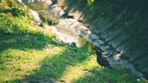 Bird perching on a field
