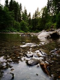 Scenic view of forest against sky